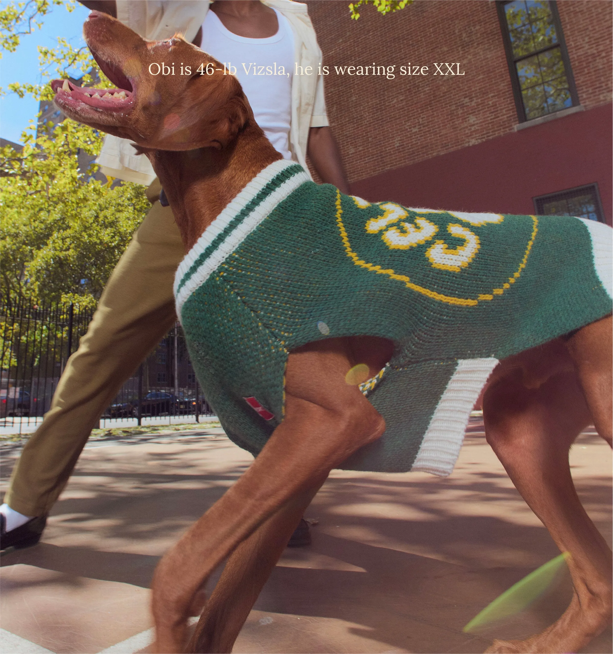 Boston Celtics Dog Sweater - NBA