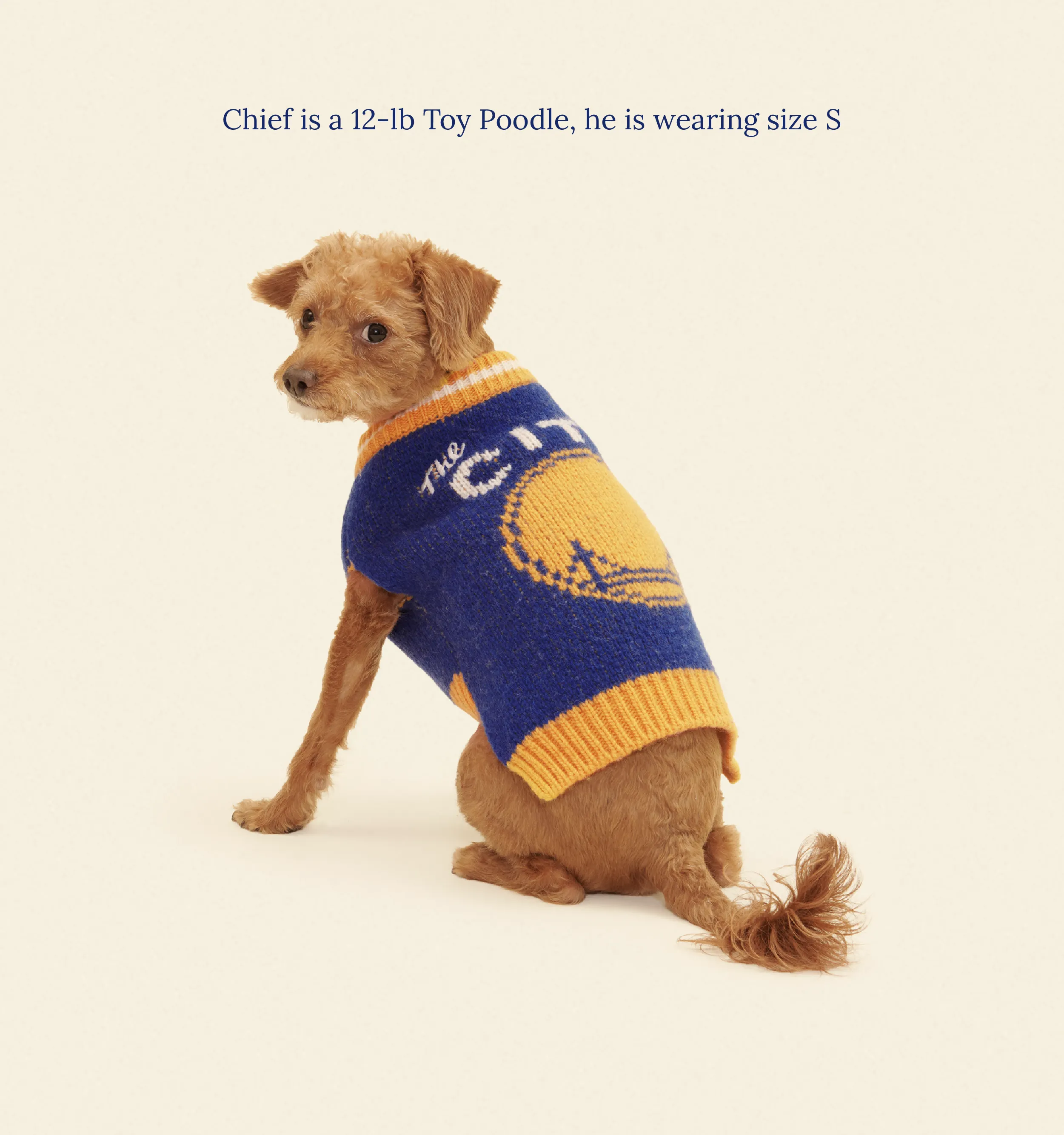 Golden State Warriors Dog Sweater - NBA